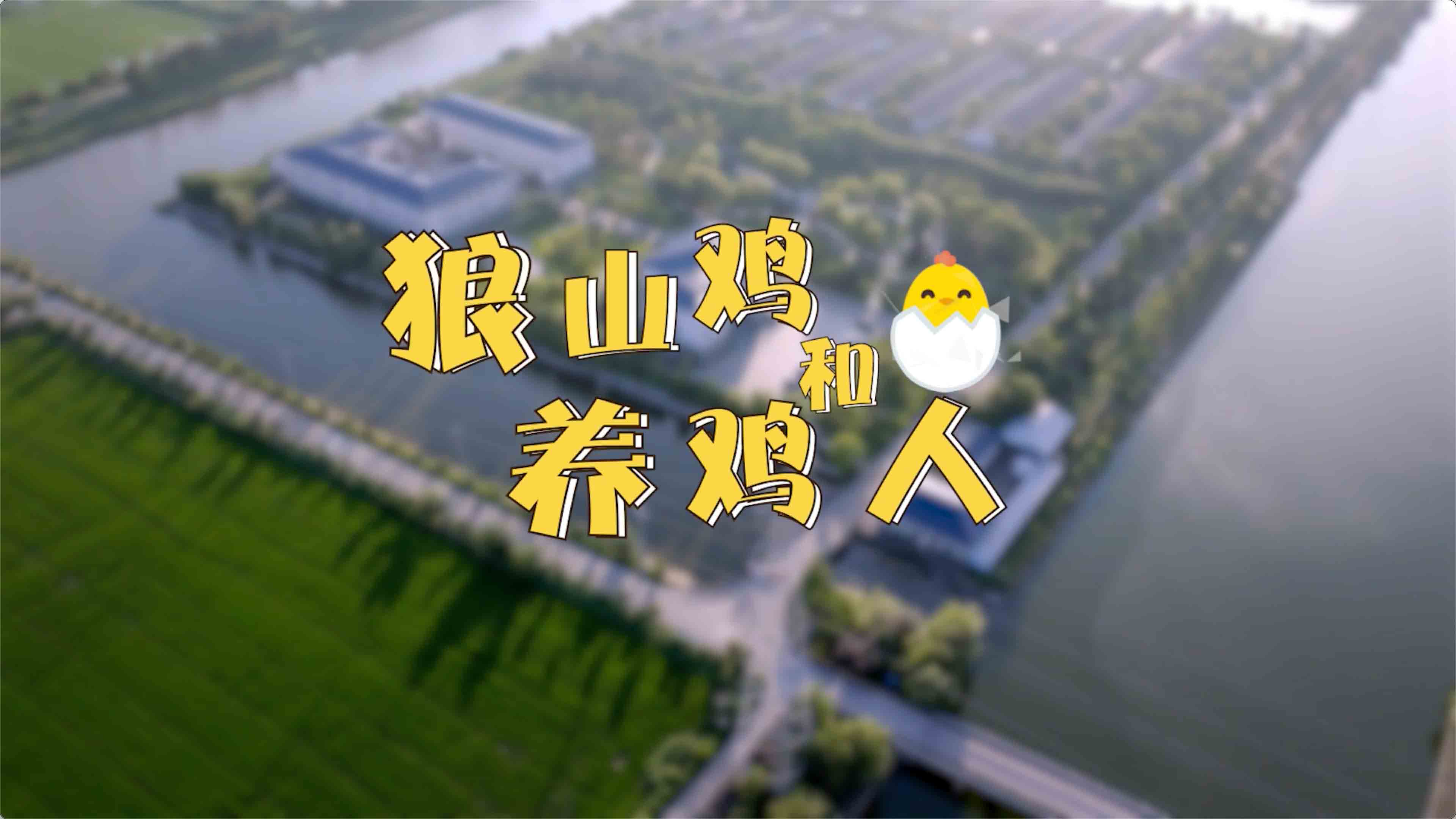  《振兴路上你我他》系列《狼山鸡和养鸡人》